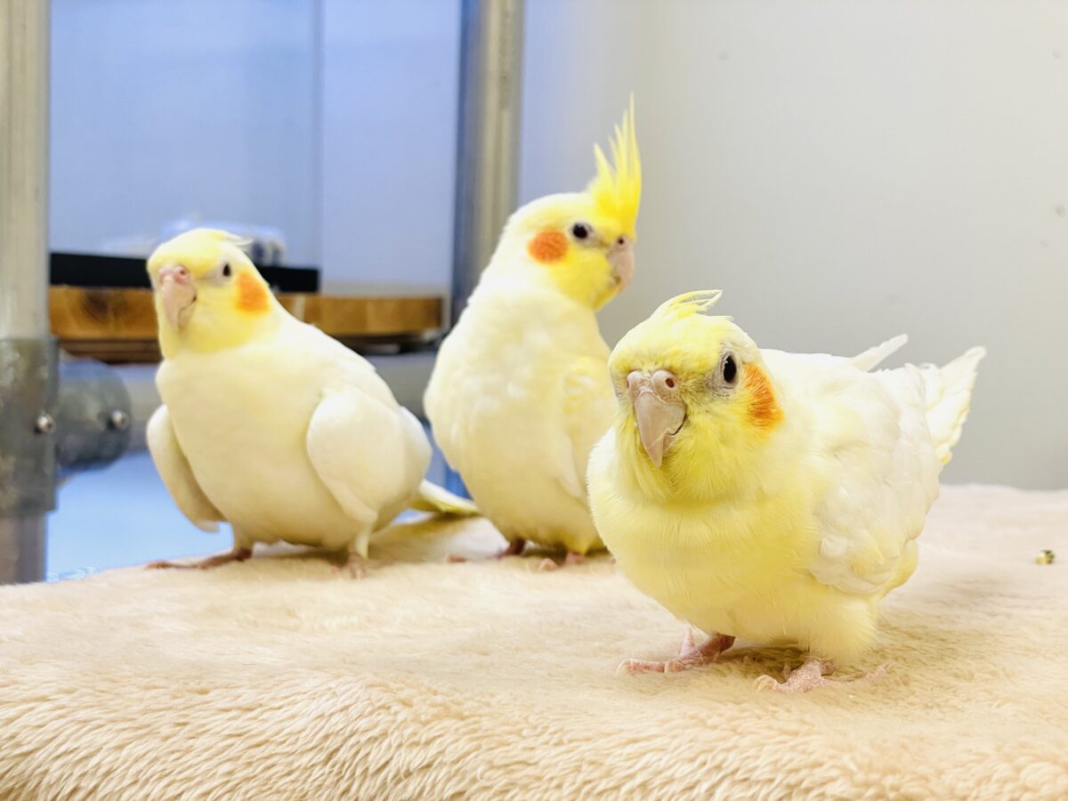 オカメインコ
