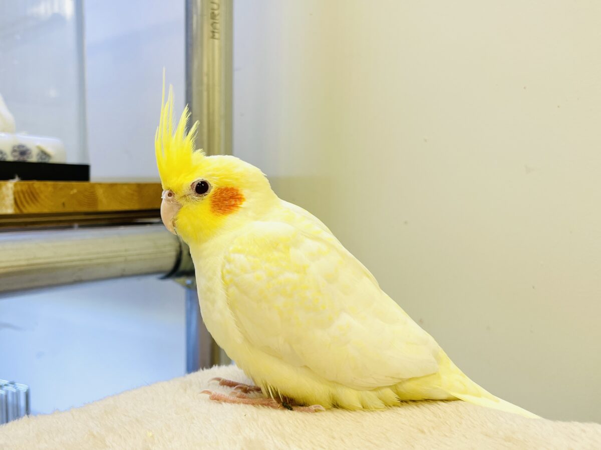 オカメインコ