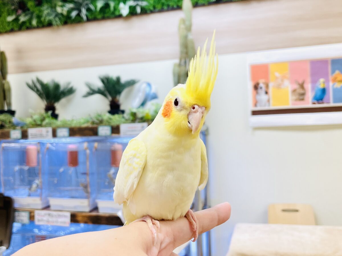 オカメインコ