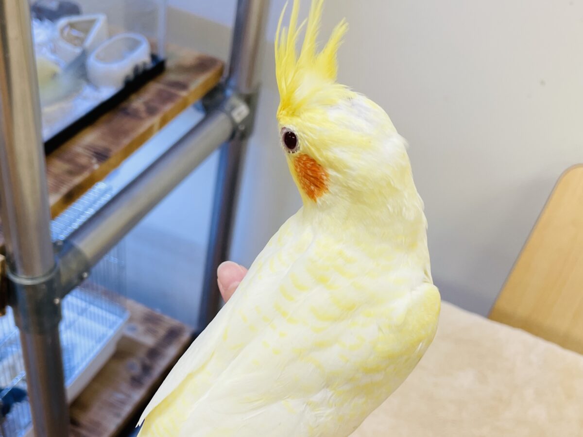 オカメインコ