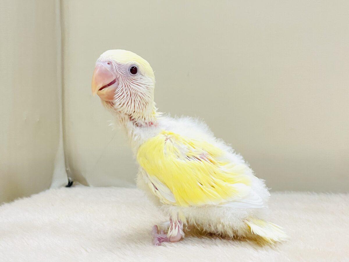 コザクラインコ（小桜インコ）