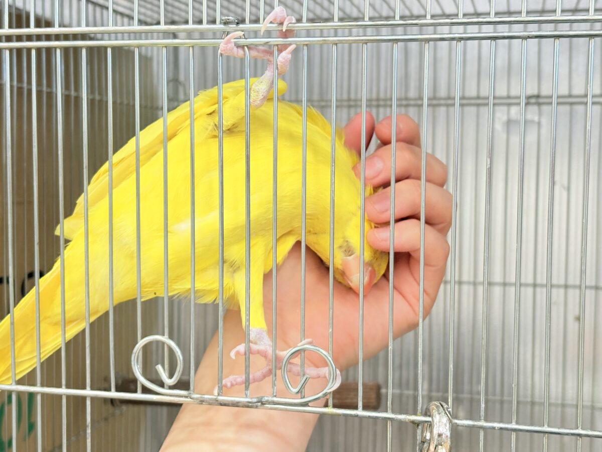 ワカケホンセイインコ（月の輪インコ）