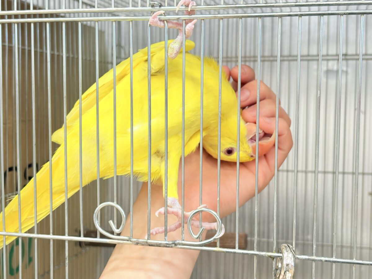 ワカケホンセイインコ（月の輪インコ）