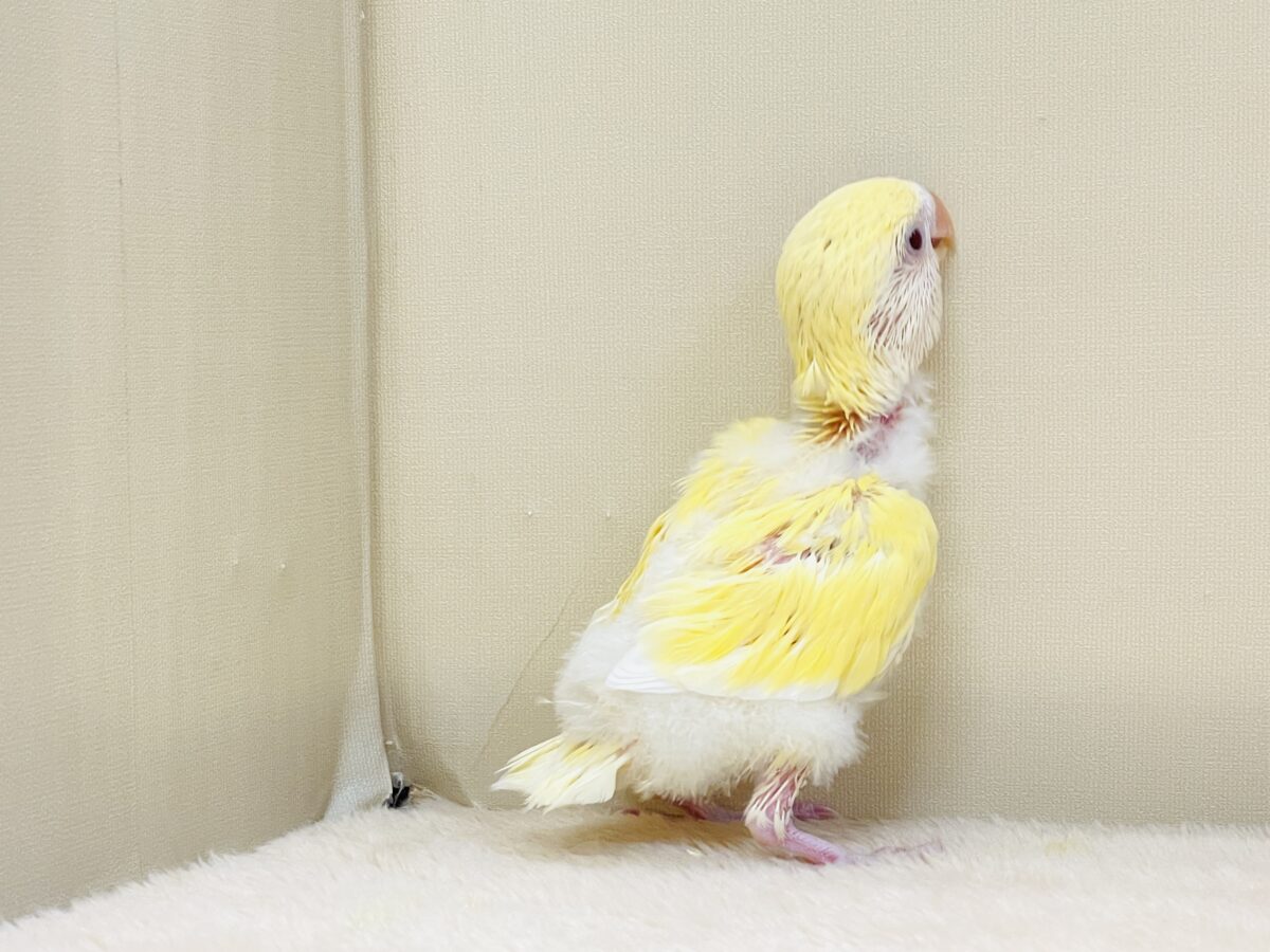 コザクラインコ（小桜インコ）