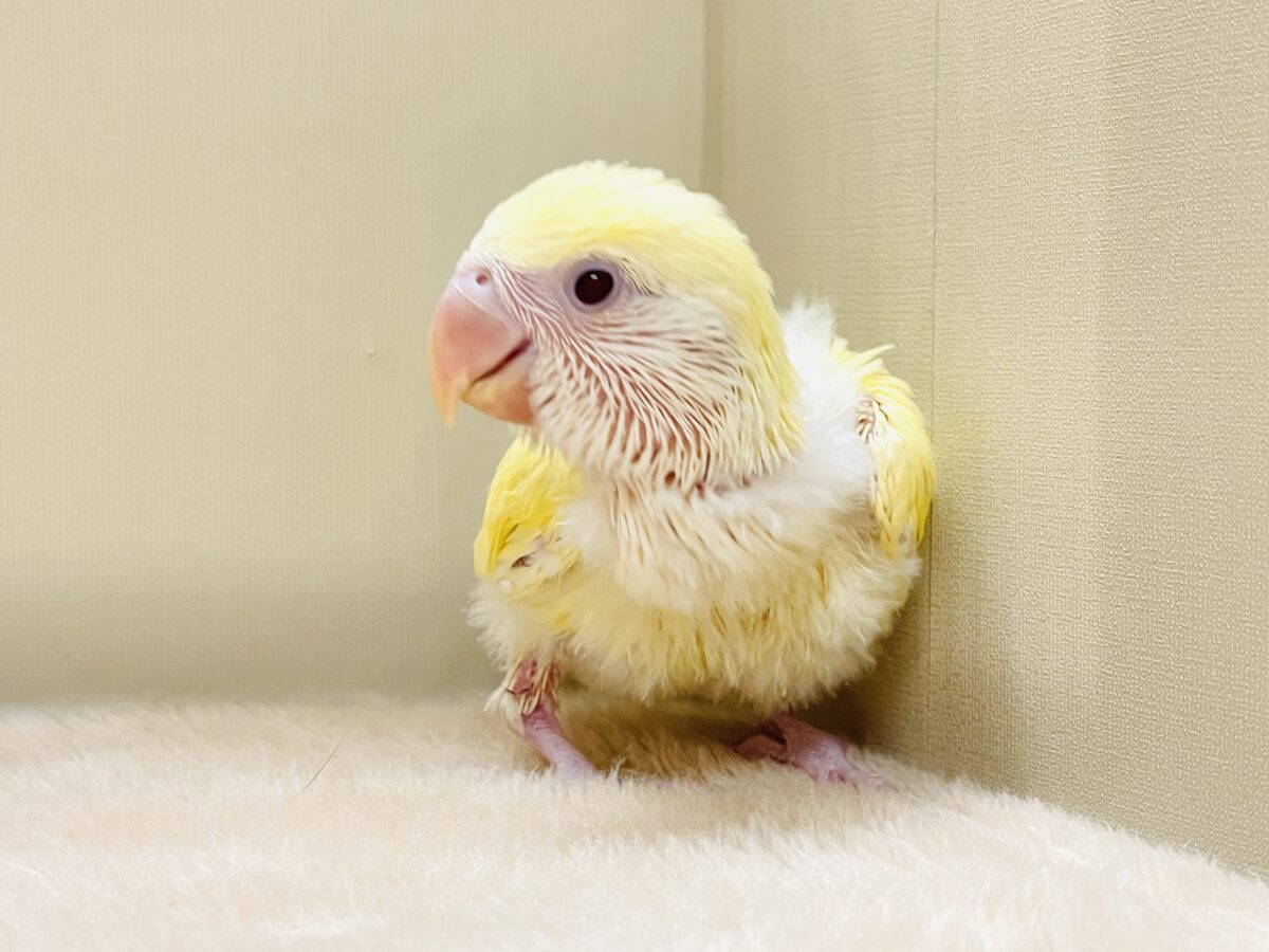 コザクラインコ（小桜インコ）