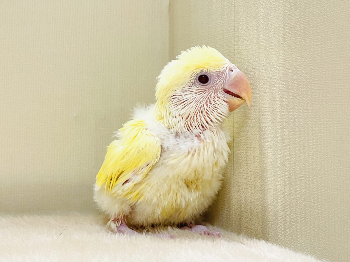 コザクラインコ（小桜インコ）