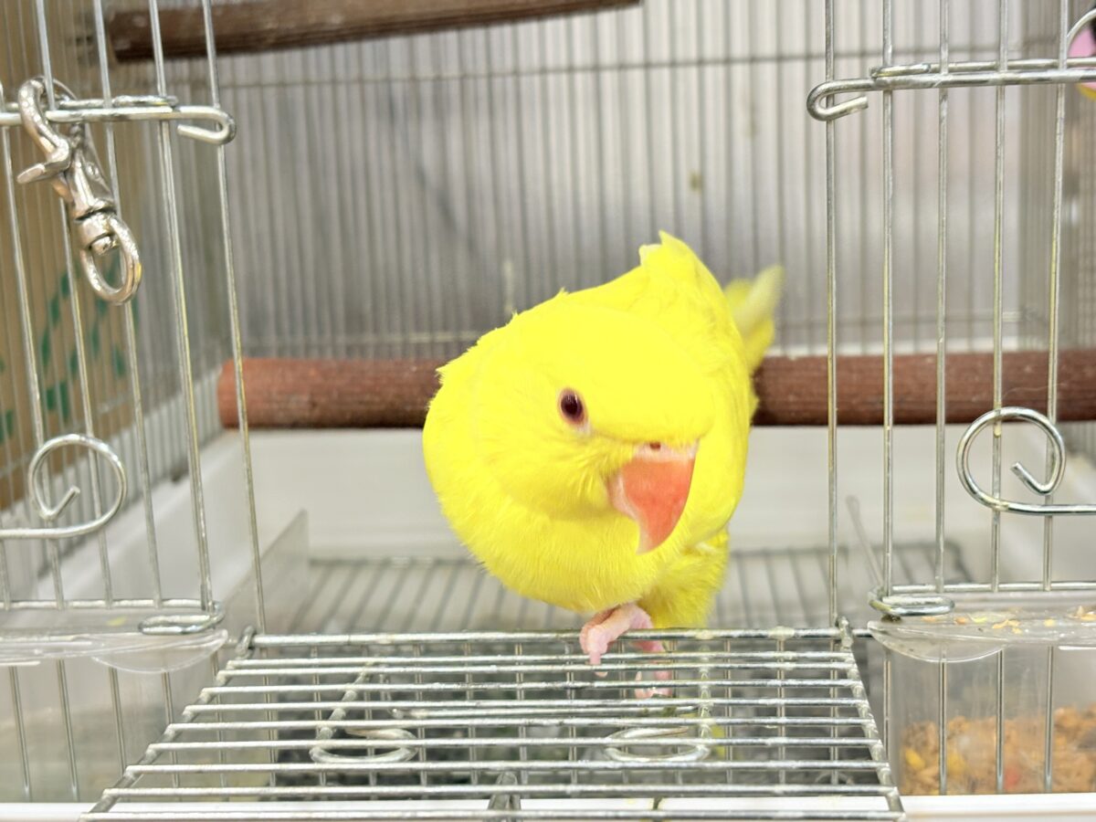 ワカケホンセイインコ（月の輪インコ）