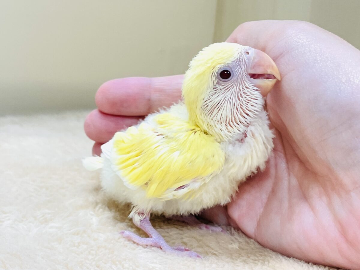 コザクラインコ（小桜インコ）