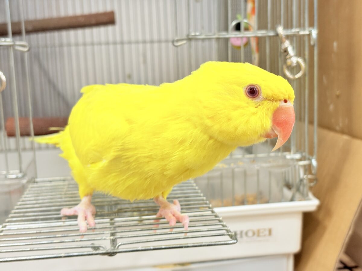 ワカケホンセイインコ（月の輪インコ）
