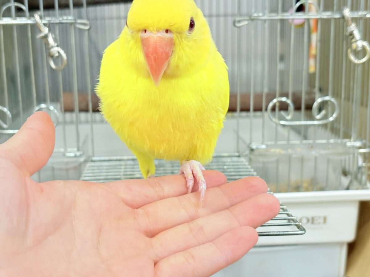 ワカケホンセイインコ（月の輪インコ）