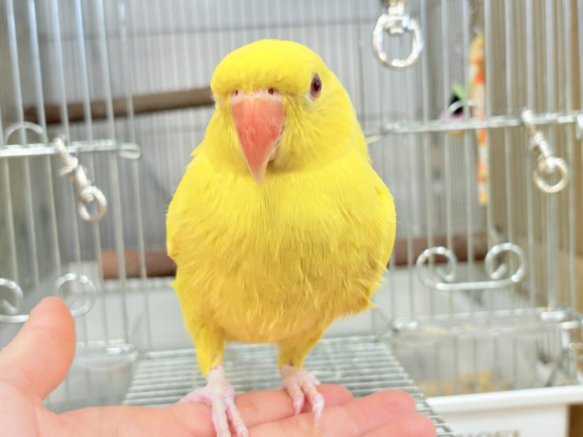 ワカケホンセイインコ（月の輪インコ）