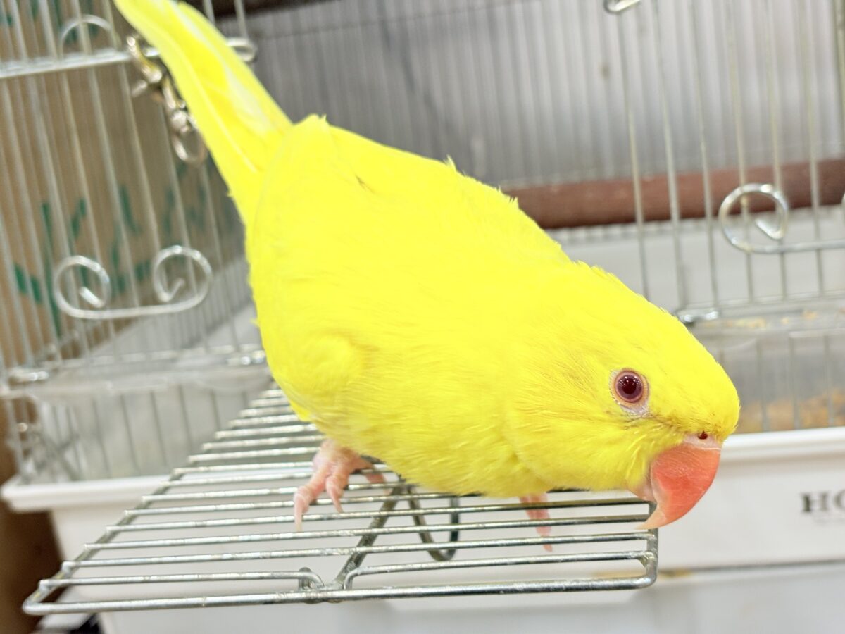 ワカケホンセイインコ（月の輪インコ）