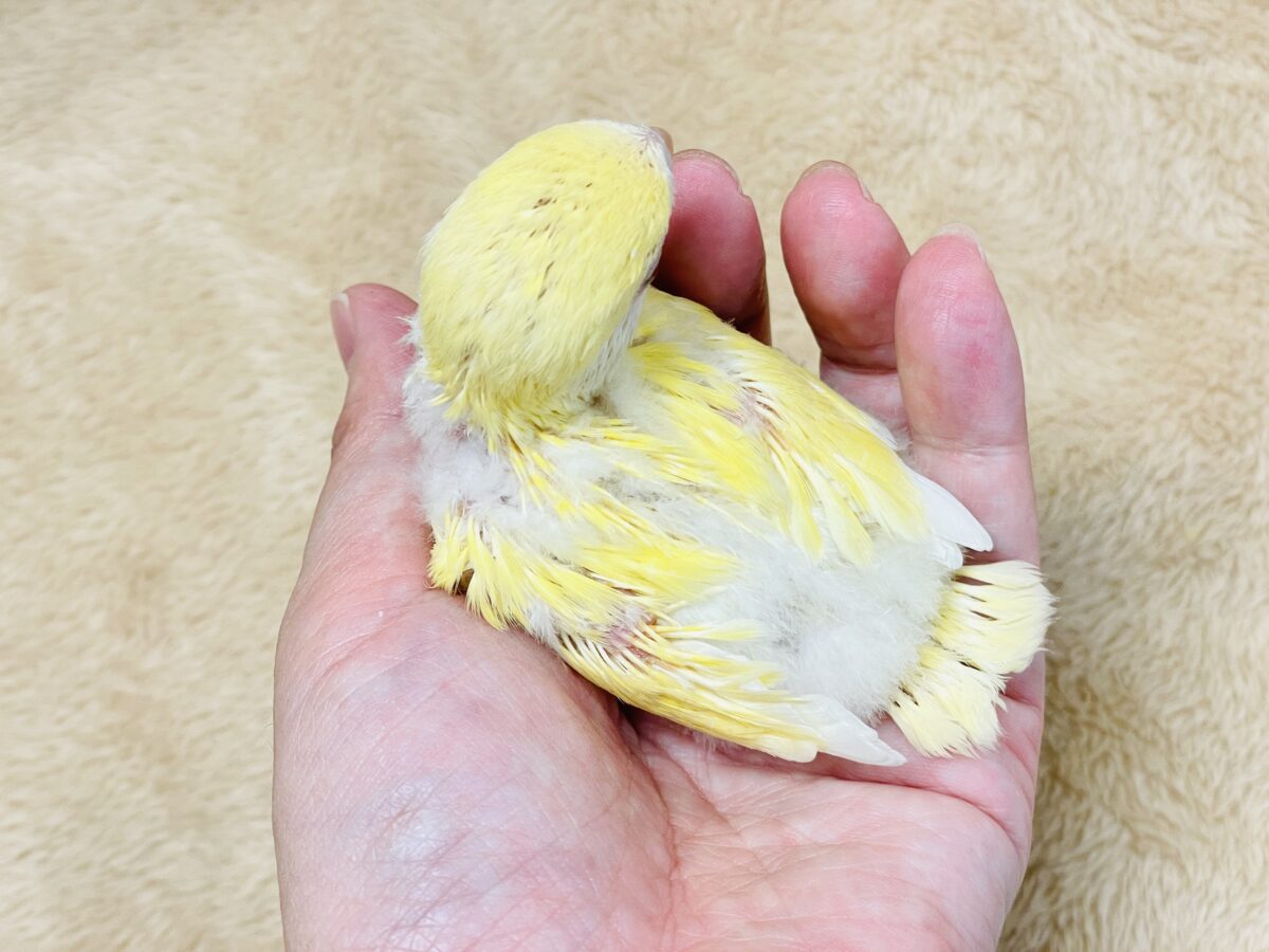 コザクラインコ（小桜インコ）