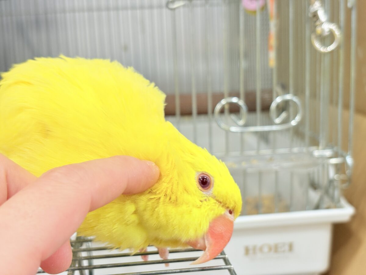 ワカケホンセイインコ（月の輪インコ）
