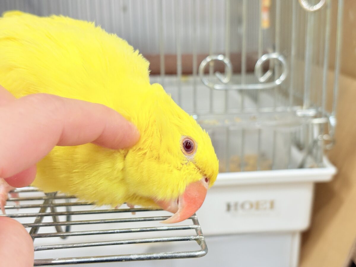 ワカケホンセイインコ（月の輪インコ）