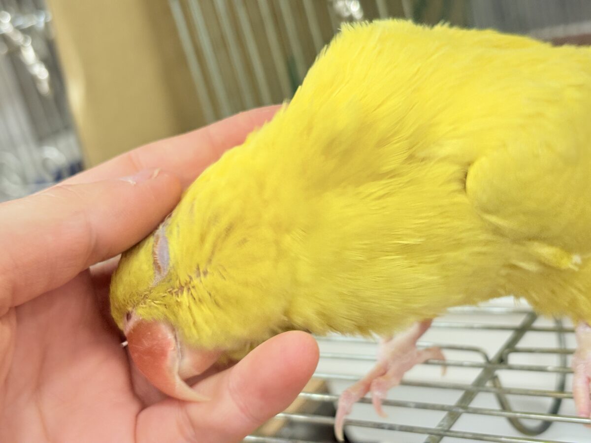 ワカケホンセイインコ（月の輪インコ）