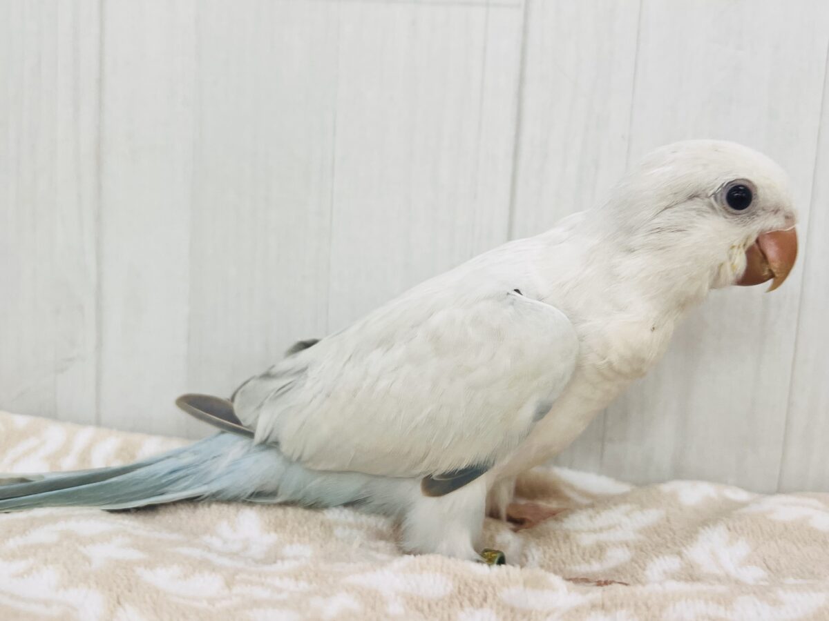 オキナインコ