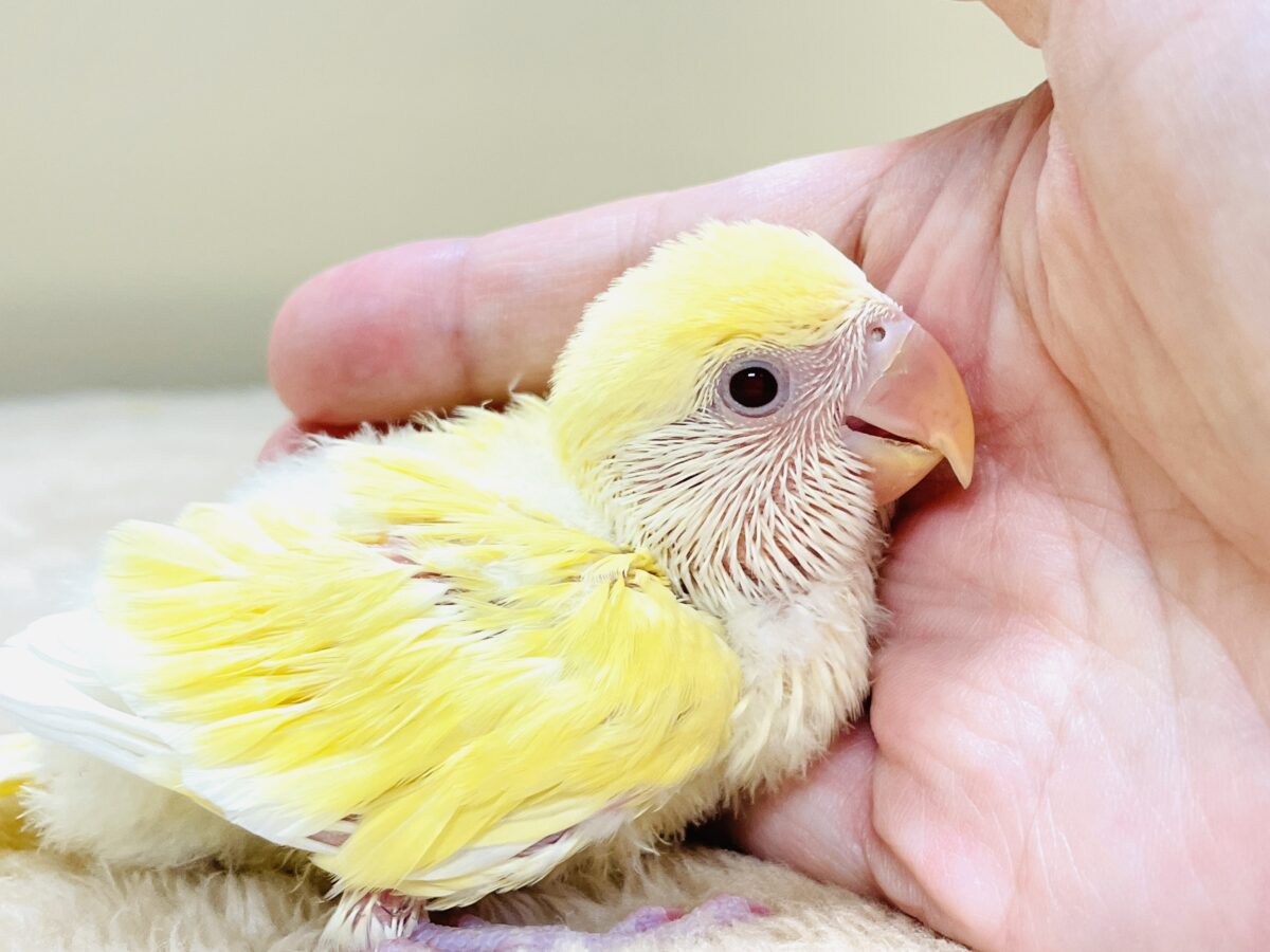 コザクラインコ（小桜インコ）