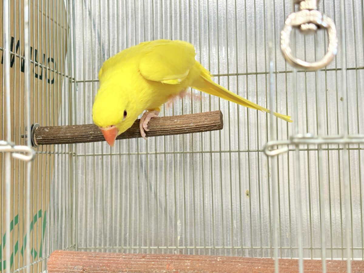 ワカケホンセイインコ（月の輪インコ）
