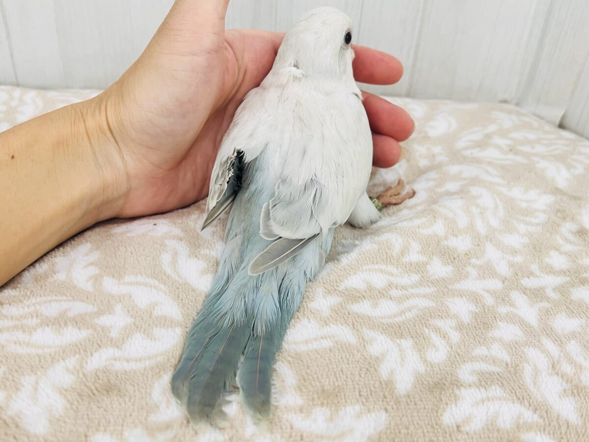 オキナインコ