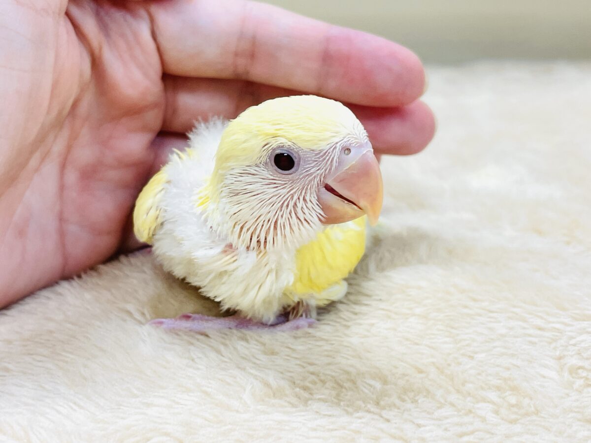 コザクラインコ（小桜インコ）