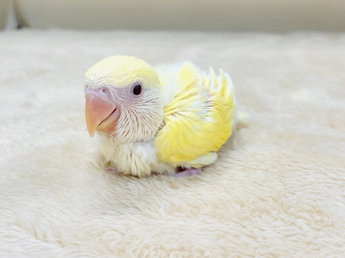 コザクラインコ（小桜インコ）