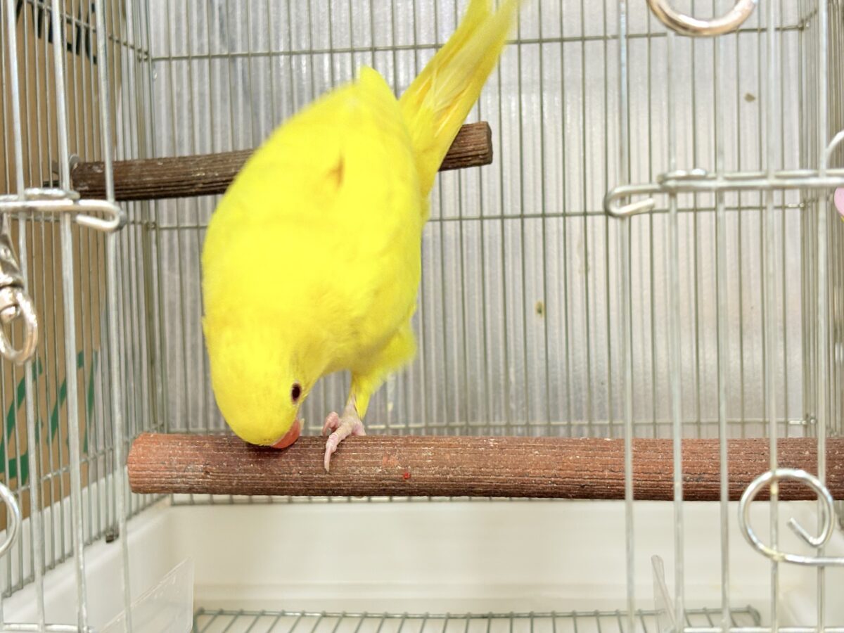 ワカケホンセイインコ（月の輪インコ）