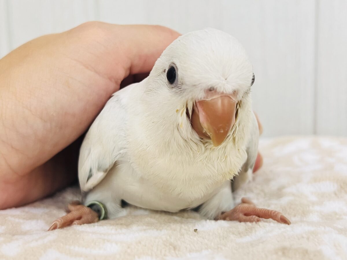 オキナインコ