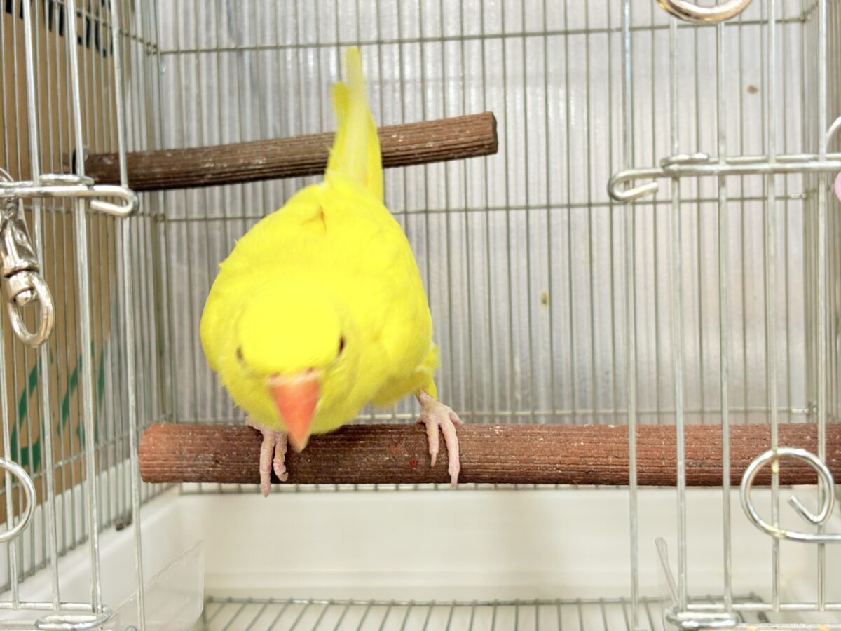 ワカケホンセイインコ（月の輪インコ）