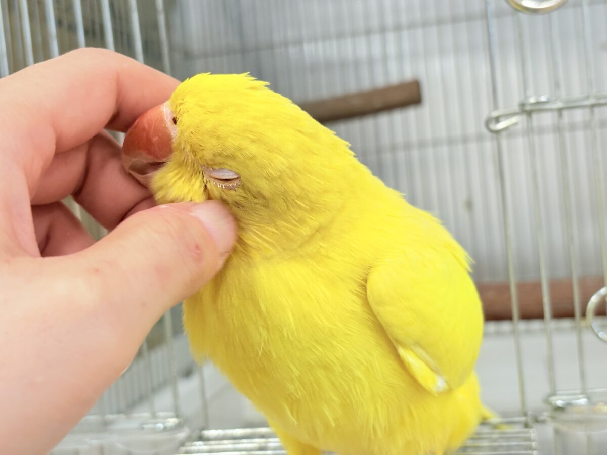 ワカケホンセイインコ（月の輪インコ）