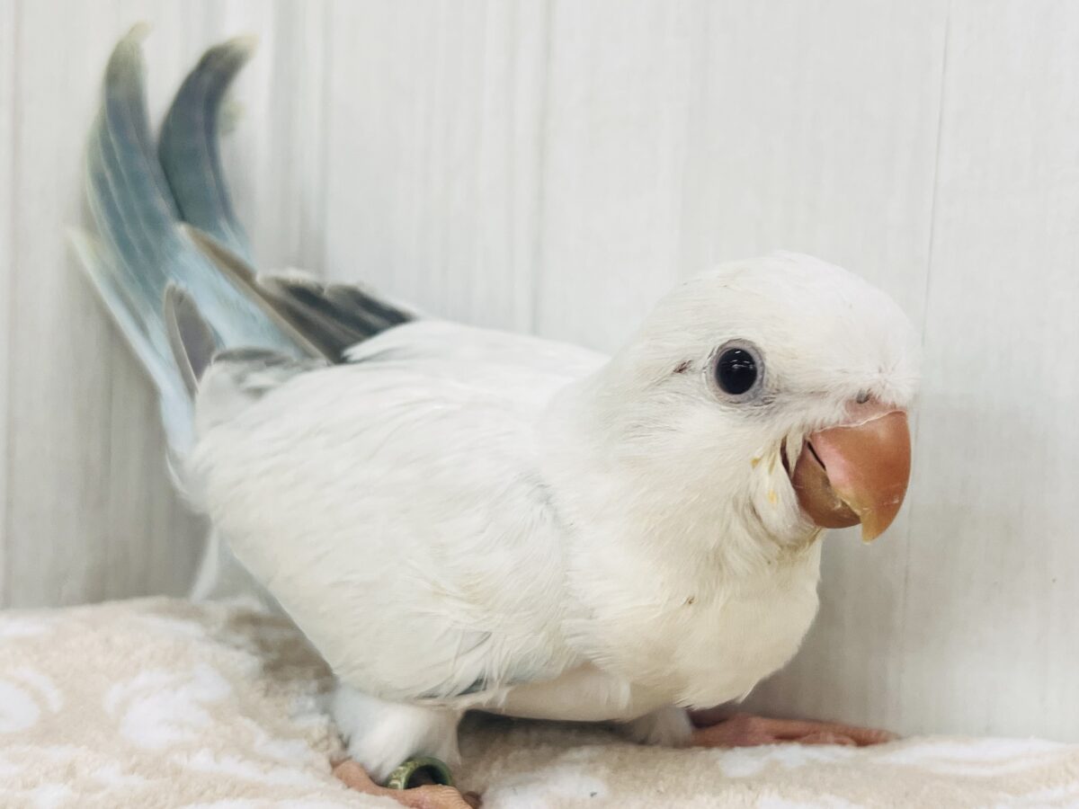 オキナインコ
