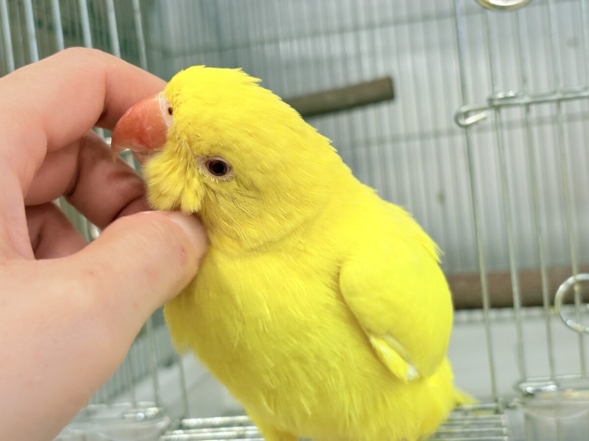 ワカケホンセイインコ（月の輪インコ）