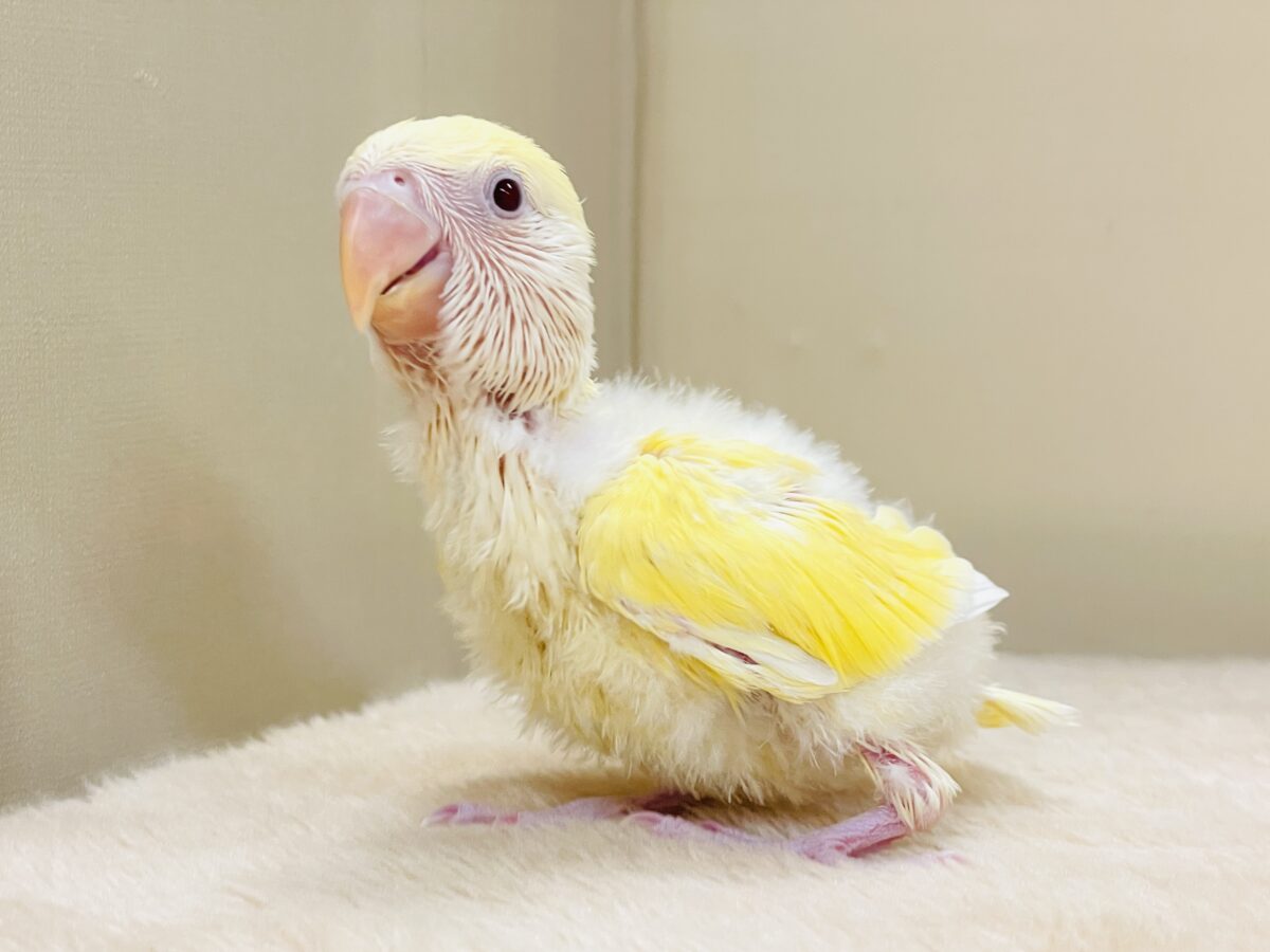 コザクラインコ（小桜インコ）