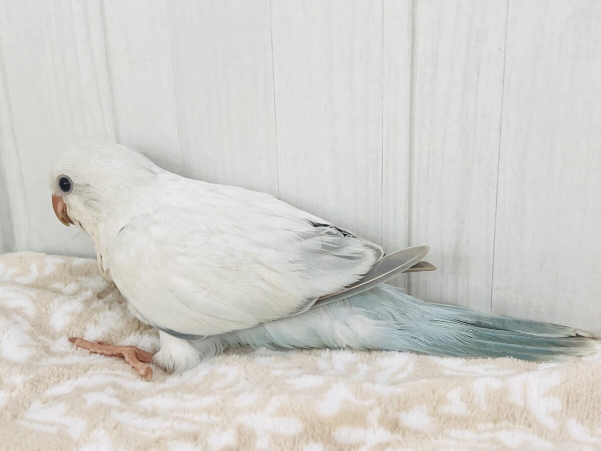 オキナインコ