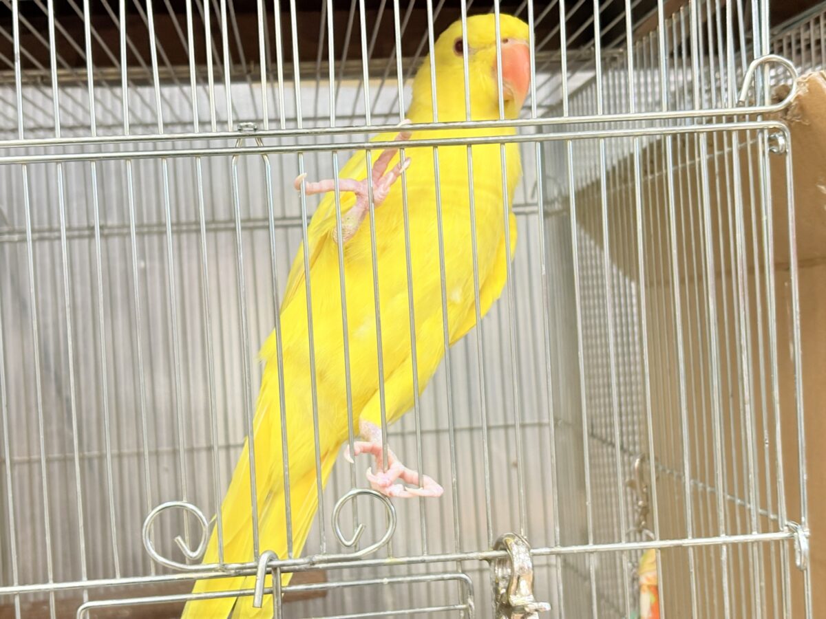 ワカケホンセイインコ（月の輪インコ）
