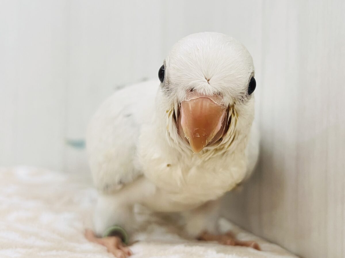 ｷﾗｷﾗ✨美しいグラデーションのドレス👗オキナインコ（ブルーパリドオパーリン ）の雛入舎しました♡