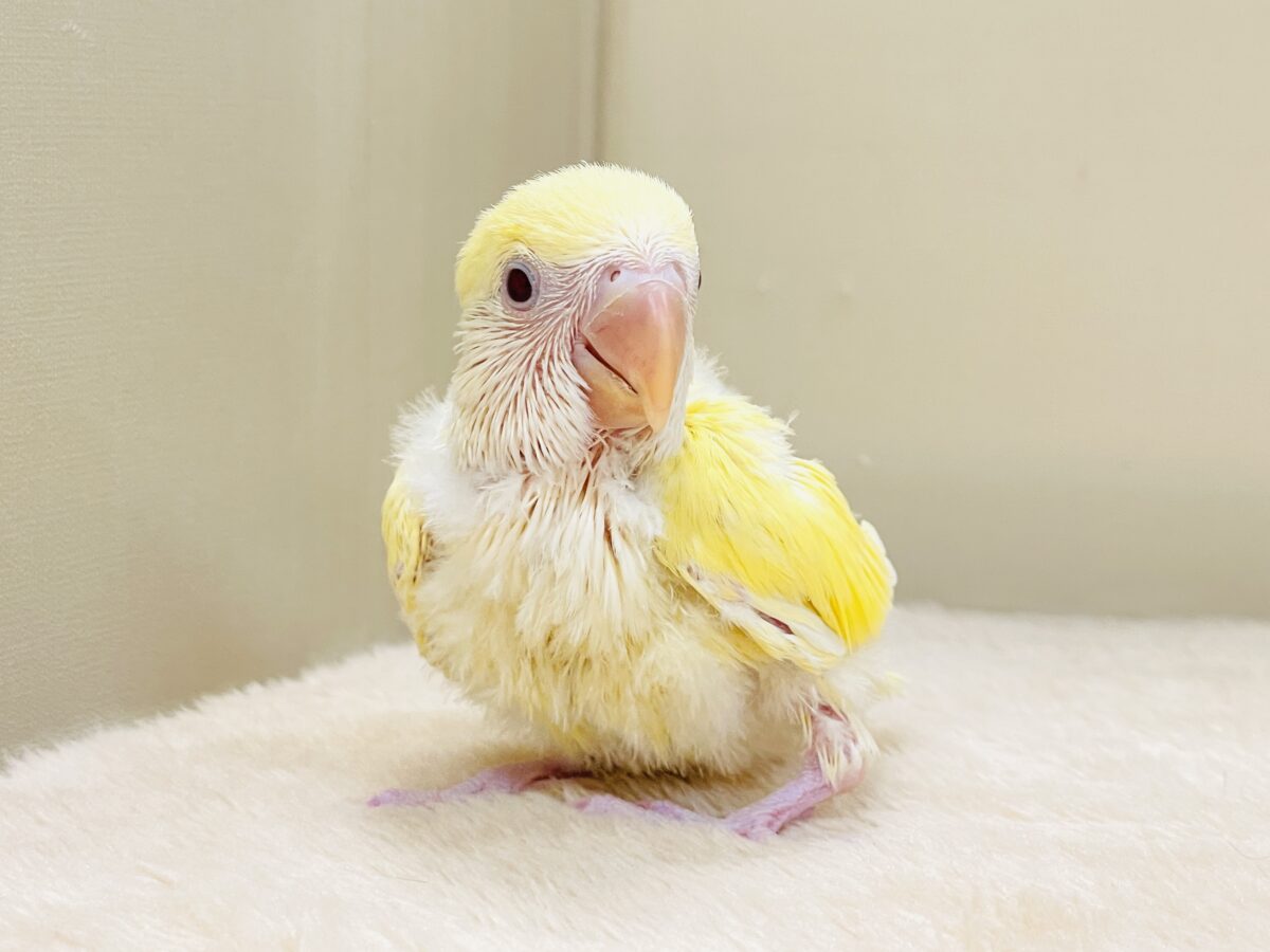 コザクラインコ（小桜インコ）