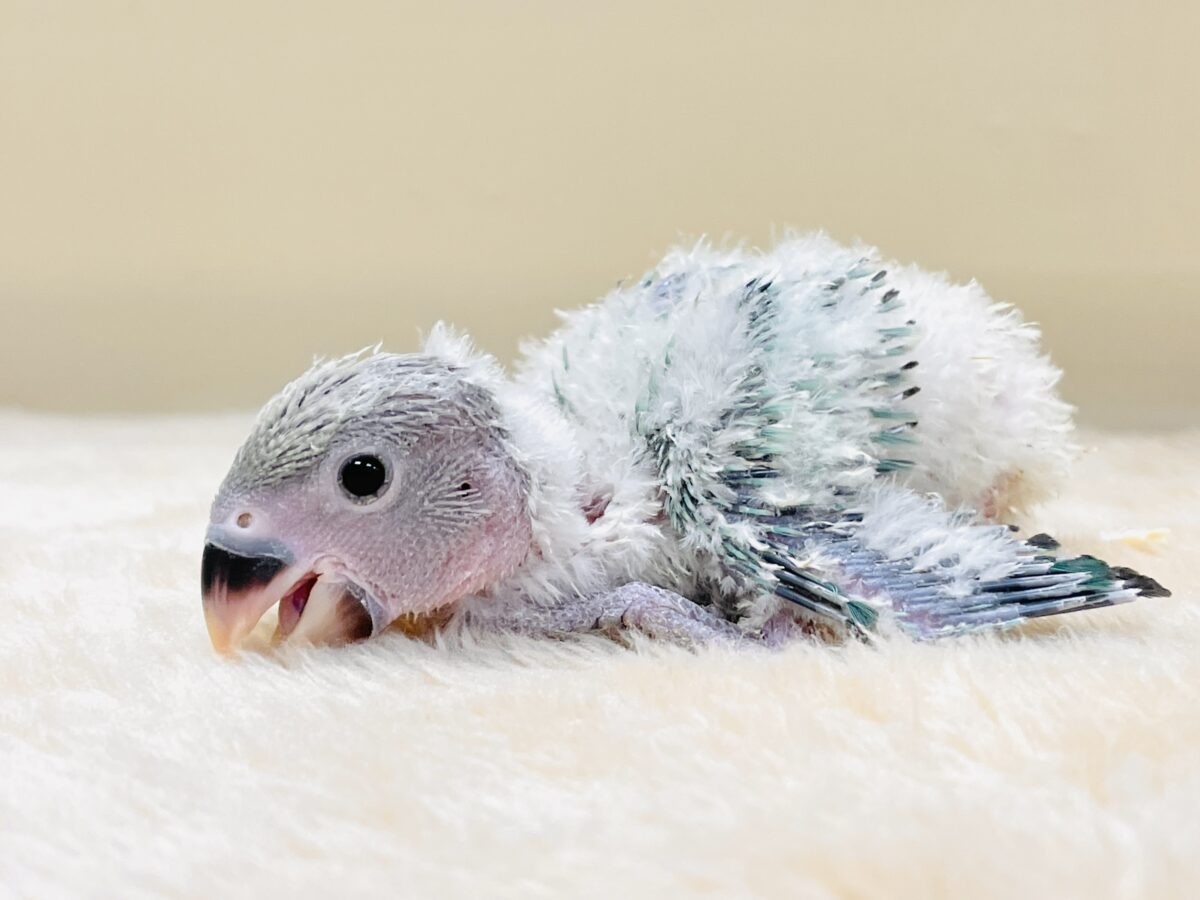 コザクラインコ（小桜インコ）