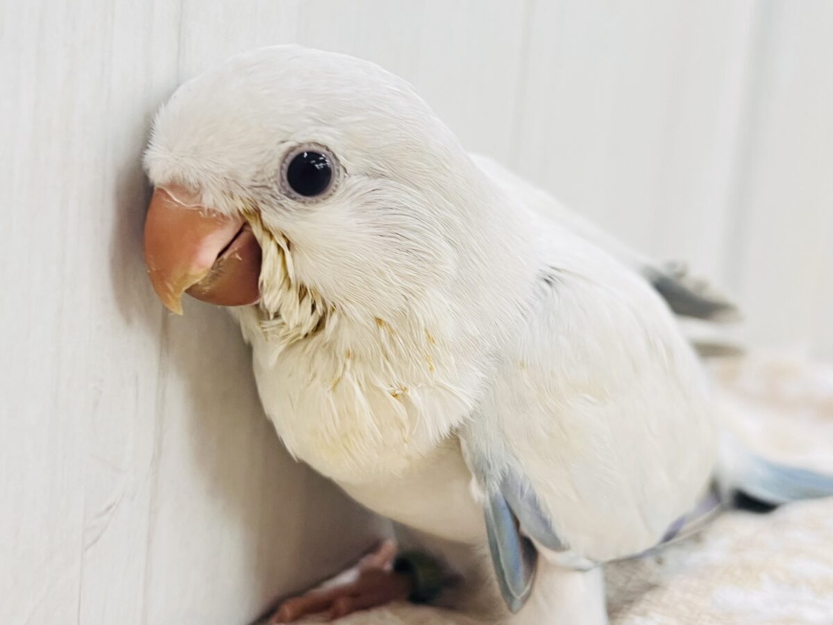 オキナインコ