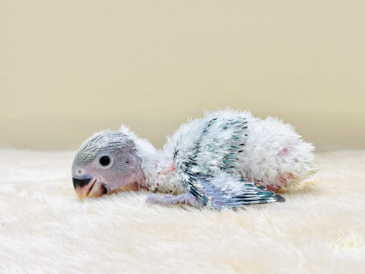 コザクラインコ（小桜インコ）