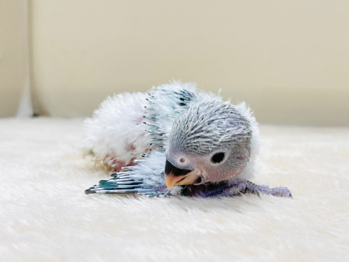コザクラインコ（小桜インコ）