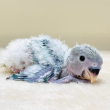 綿毛の国からやってきたよ💙コザクラインコ（ブルーチェリーオパーリン）ヒナ