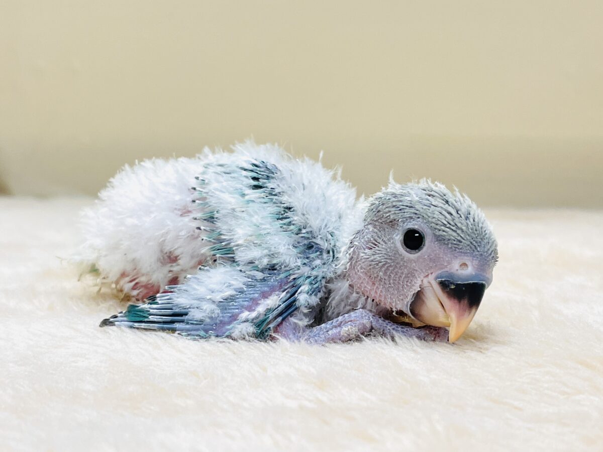 綿毛の国からやってきたよ💙コザクラインコ（ブルーチェリーオパーリン）ヒナ