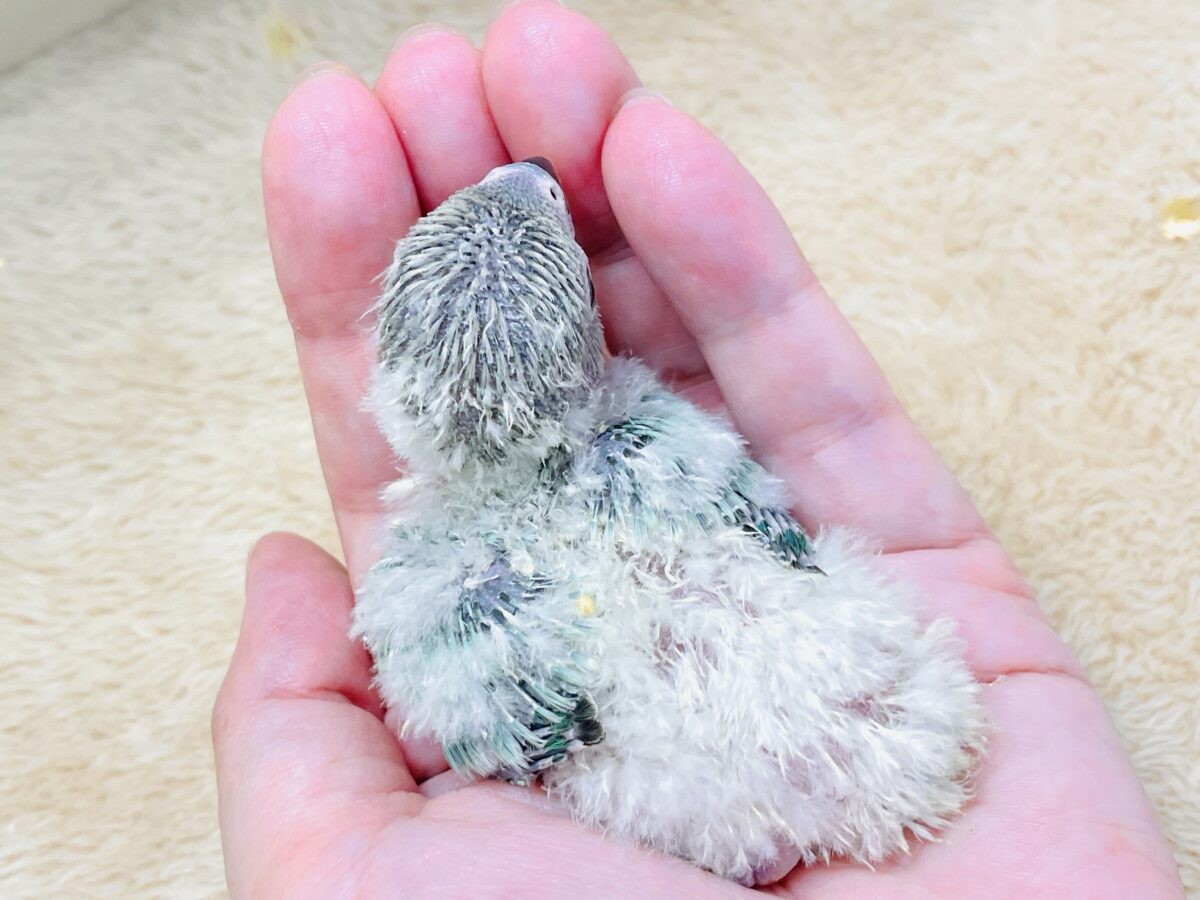コザクラインコ（小桜インコ）