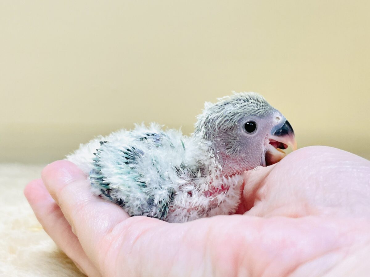 コザクラインコ（小桜インコ）