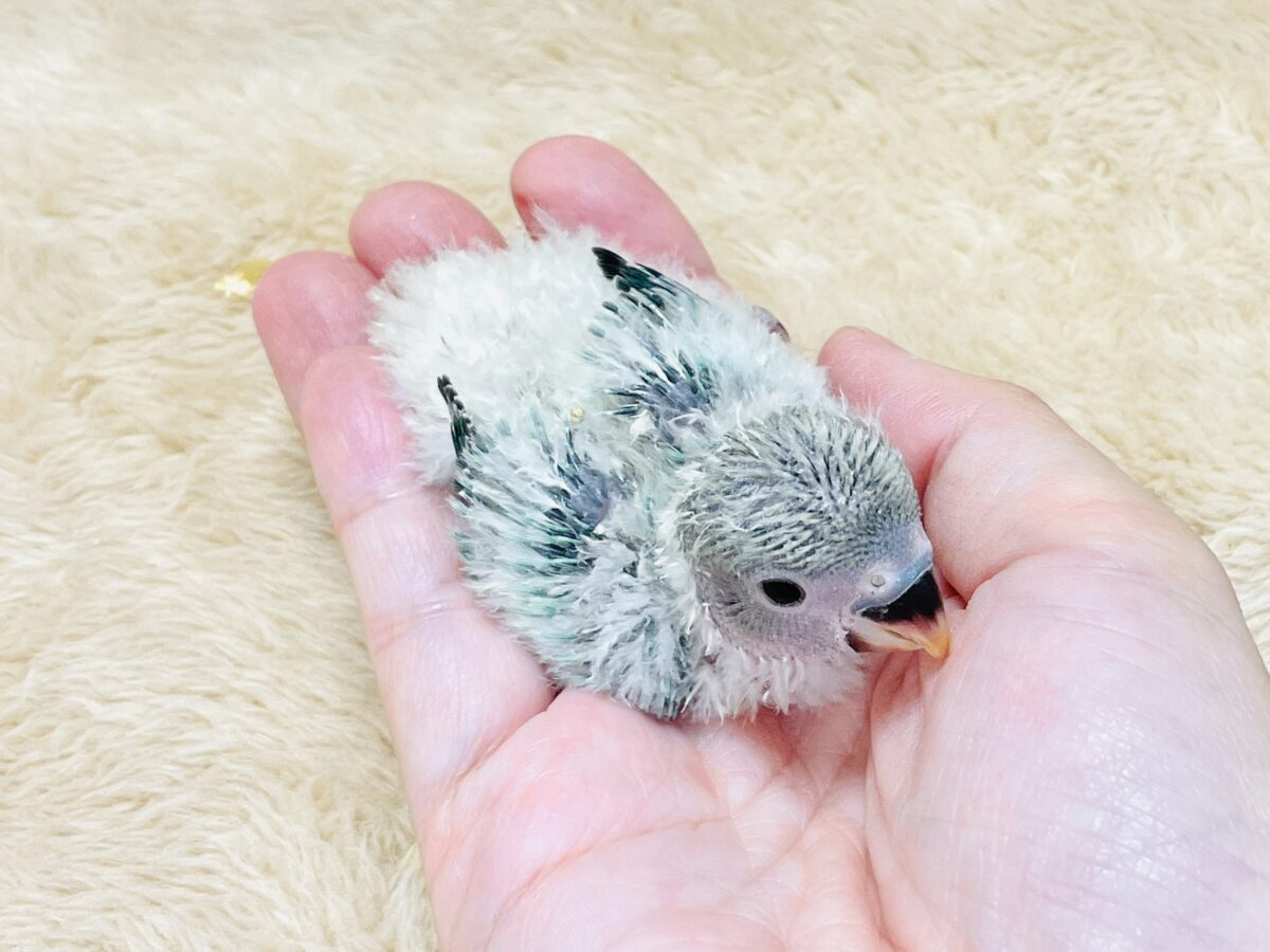 コザクラインコ（小桜インコ）