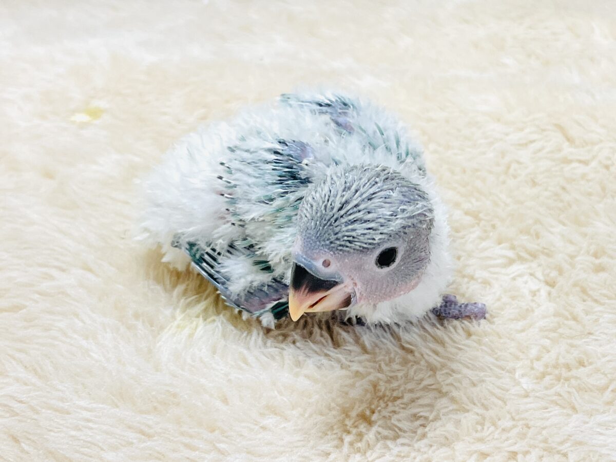 コザクラインコ（小桜インコ）