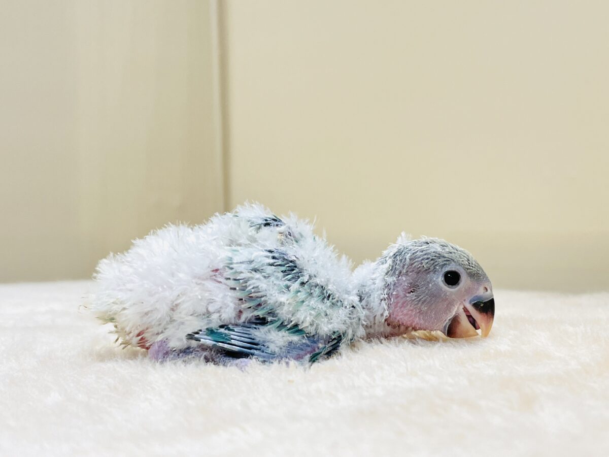コザクラインコ（小桜インコ）