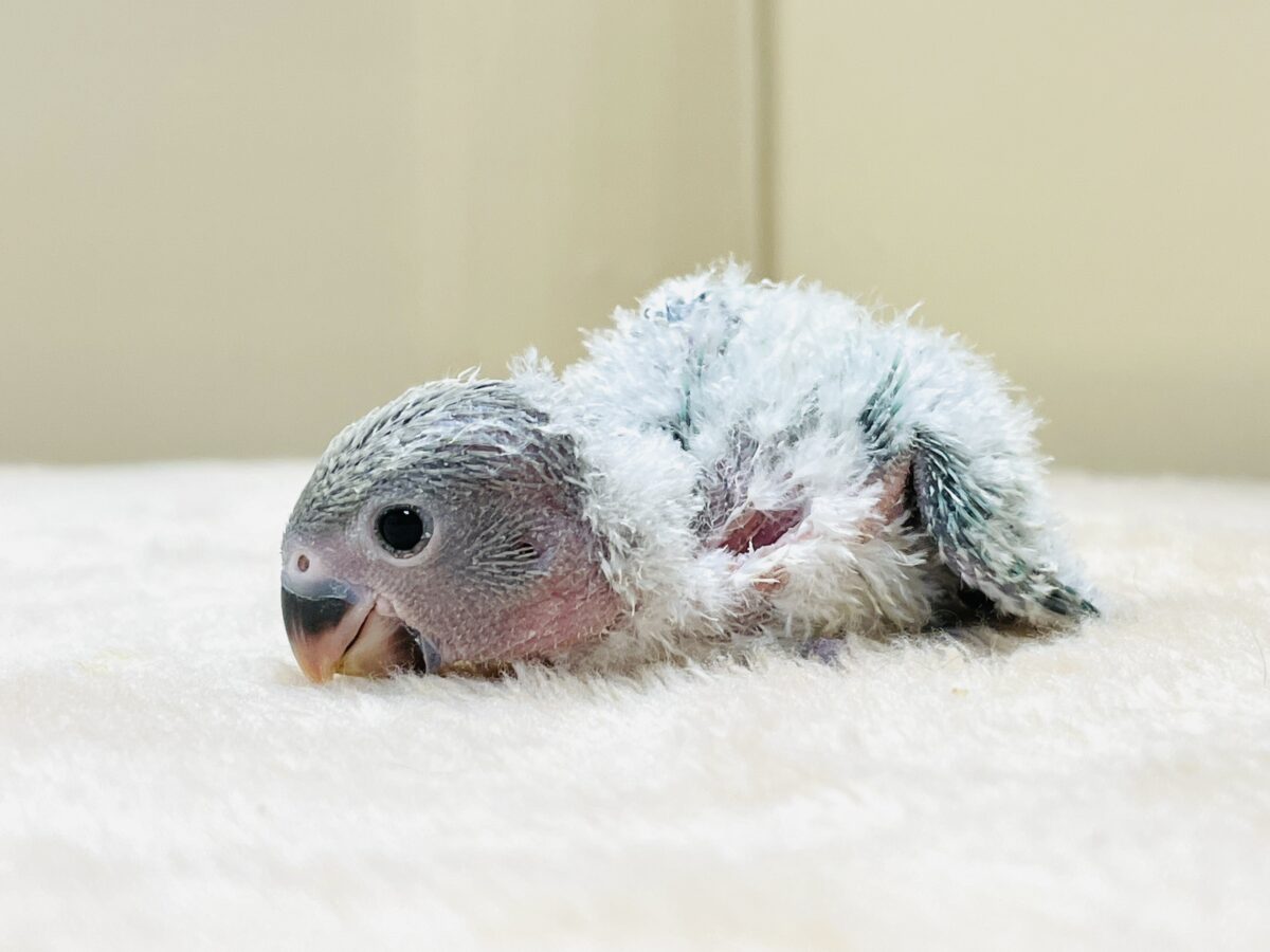 コザクラインコ（小桜インコ）