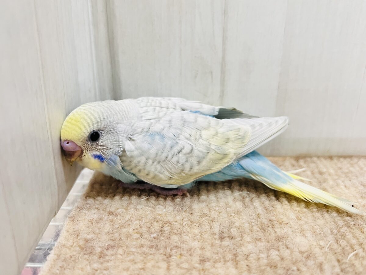 自慢の羽をよく見て!🌟セキセイインコのウイング〜🪽! セキセイインコ